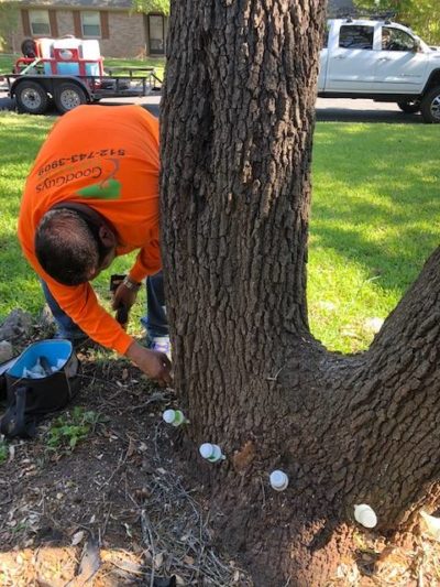 How to Trim a Live Oak Tree - Good Guys Tree Service - Tree Trimming ...