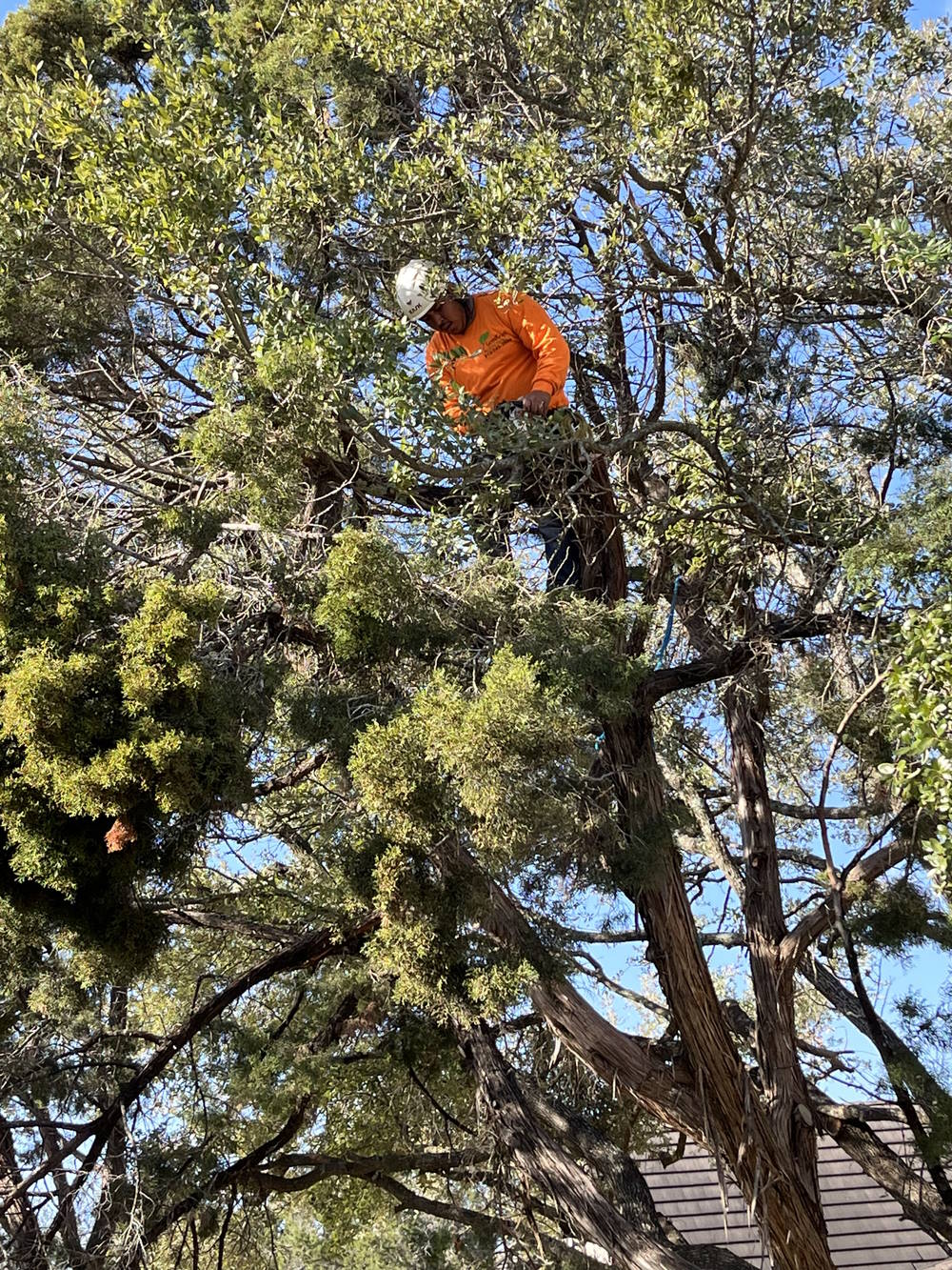 Tree Trimming And Tree Removal Good Guys Tree Service Tree Trimming