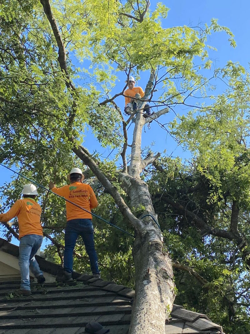 Tree Trimming And Tree Removal Good Guys Tree Service Tree Trimming