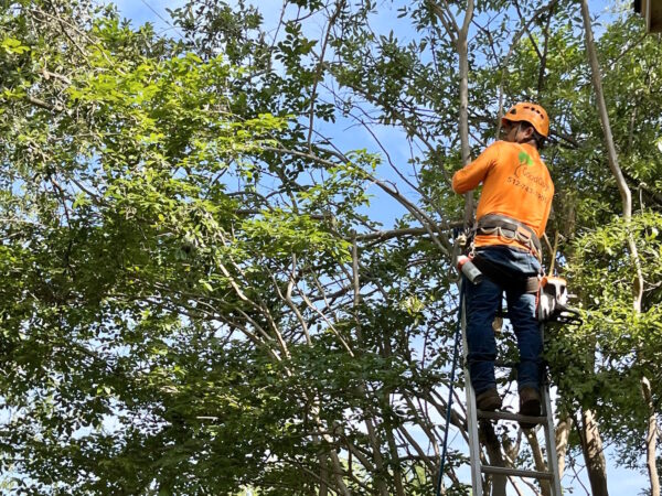 Tree Trimming And Tree Removal Good Guys Tree Service Tree Trimming Austin Tx 