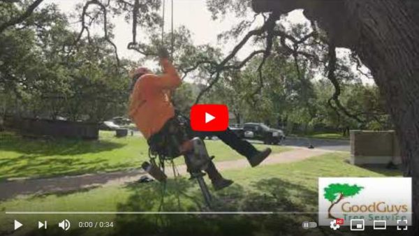 how-to-trim-a-live-oak-tree-good-guys-tree-service-tree-trimming