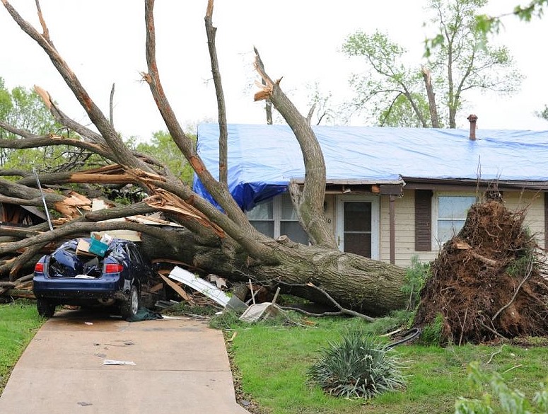 Remove fallen tree