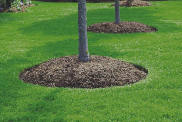 The Importance Of Mulching How To Properly Mulch Around A Tree Good Guys Tree Service Tree